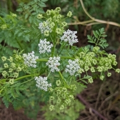 Conium maculatum (Hemlock) at Stromlo, ACT - 12 Dec 2021 by rossleetabak