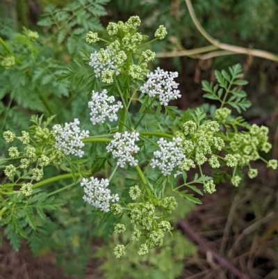 Conium maculatum (Hemlock) at Molonglo River Reserve - 12 Dec 2021 by rossleetabak