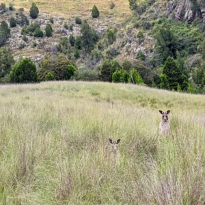 Macropus giganteus at Stromlo, ACT - 20 Dec 2021 06:45 PM