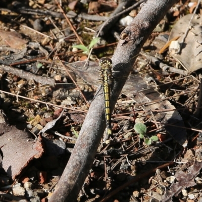 Orthetrum caledonicum (Blue Skimmer) at Bournda, NSW - 20 Dec 2021 by KylieWaldon