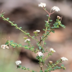 Platysace lanceolata at Bournda, NSW - 20 Dec 2021 06:59 AM