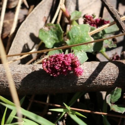 Telenomus sp. (genus) at Bournda, NSW - 19 Dec 2021 by KylieWaldon