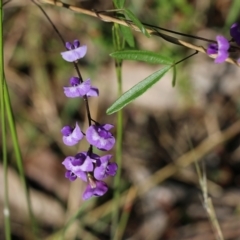 Glycine clandestina (Twining Glycine) at Bournda, NSW - 19 Dec 2021 by KylieWaldon