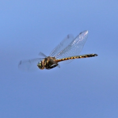 Hemicordulia australiae (Australian Emerald) at Kingston, ACT - 20 Dec 2021 by RodDeb