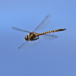 Hemicordulia australiae at Kingston, ACT - 20 Dec 2021