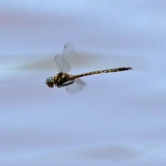 Hemicordulia australiae at Kingston, ACT - 20 Dec 2021