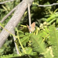 Nacaduba biocellata (Two-spotted Line-Blue) at Murrumbateman, NSW - 20 Dec 2021 by SimoneC