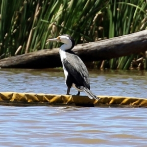 Phalacrocorax varius at Kingston, ACT - 20 Dec 2021