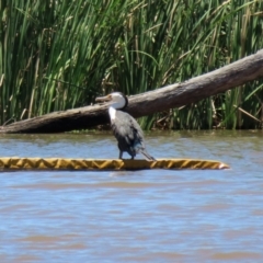 Phalacrocorax varius at Kingston, ACT - 20 Dec 2021