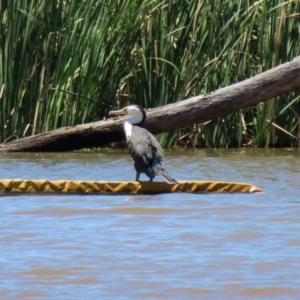 Phalacrocorax varius at Kingston, ACT - 20 Dec 2021