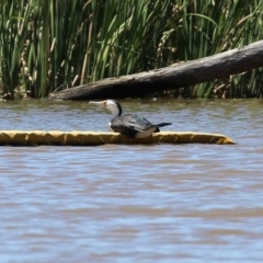 Phalacrocorax varius at Kingston, ACT - 20 Dec 2021