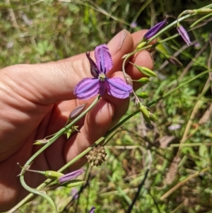 Arthropodium fimbriatum at Watson, ACT - 20 Dec 2021 10:46 AM