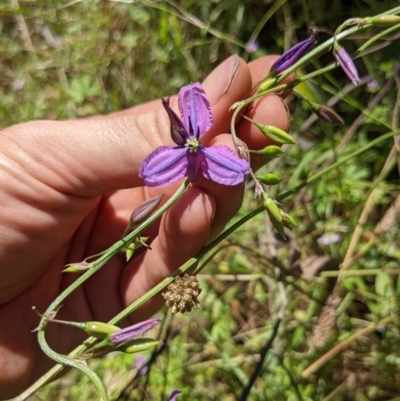 Arthropodium fimbriatum (Nodding Chocolate Lily) at Watson, ACT - 20 Dec 2021 by WalterEgo