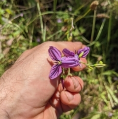 Arthropodium fimbriatum at Watson, ACT - 20 Dec 2021