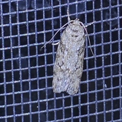 Philobota philostaura (A Concealer moth (Philobota group)) at Jerrabomberra, NSW - 20 Dec 2021 by SteveBorkowskis