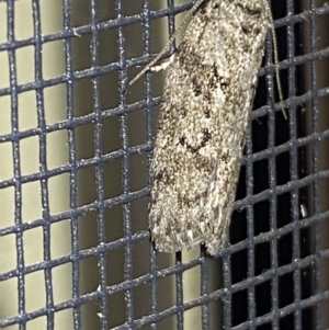 Philobota philostaura at Jerrabomberra, NSW - 20 Dec 2021