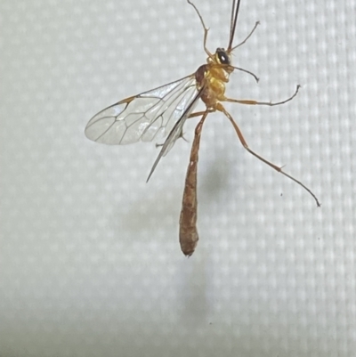 Leptophion yampus (An Ophioninae parasitic wasp) at Jerrabomberra, NSW - 20 Dec 2021 by Steve_Bok