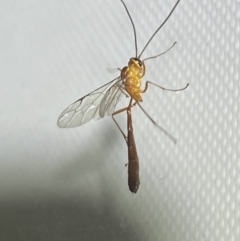 Leptophion yampus at Jerrabomberra, NSW - 20 Dec 2021