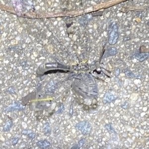 Myrmeleontidae (family) at Jerrabomberra, NSW - 20 Dec 2021