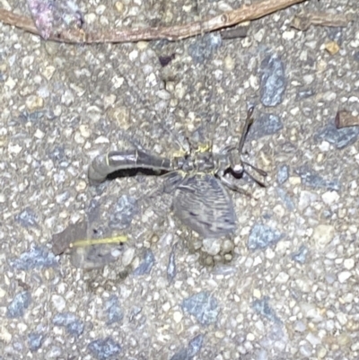 Myrmeleontidae (family) (Unidentified Antlion Lacewing) at Jerrabomberra, NSW - 20 Dec 2021 by Steve_Bok