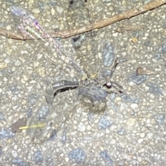 Myrmeleontidae (family) at Jerrabomberra, NSW - 20 Dec 2021