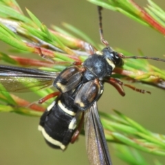 Hesthesis plorator (A longhorn beetle) at Tennent, ACT - 18 Dec 2021 by Harrisi