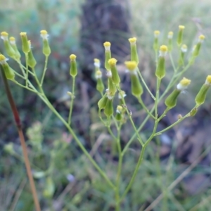 Senecio quadridentatus at Cook, ACT - 20 Dec 2021