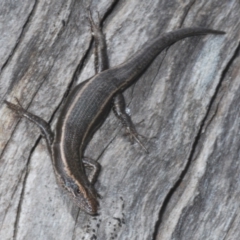 Pseudemoia spenceri (Spencer's Skink) at Bimberi Nature Reserve - 16 Dec 2021 by Harrisi