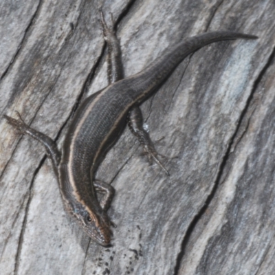 Pseudemoia spenceri (Spencer's Skink) at Brindabella, ACT - 16 Dec 2021 by Harrisi