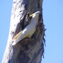 Cacatua galerita at Ainslie, ACT - 20 Dec 2021