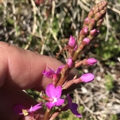 Stylidium graminifolium (Grass Triggerplant) at Cotter River, ACT - 19 Dec 2021 by BrianH