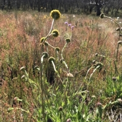 Craspedia aurantia var. jamesii (Large Alpine Buttons) at Cotter River, ACT - 20 Dec 2021 by BrianH