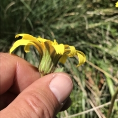 Microseris lanceolata (Yam Daisy) at Cotter River, ACT - 20 Dec 2021 by BrianH