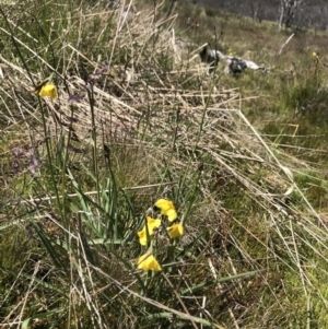 Diuris monticola at Cotter River, ACT - 20 Dec 2021