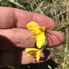 Diuris monticola at Cotter River, ACT - 20 Dec 2021