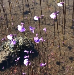 Utricularia dichotoma (Fairy Aprons, Purple Bladderwort) at Cotter River, ACT - 20 Dec 2021 by BrianH