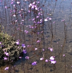 Utricularia dichotoma at Cotter River, ACT - 20 Dec 2021