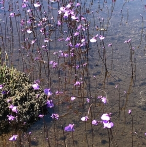 Utricularia dichotoma at Cotter River, ACT - 20 Dec 2021