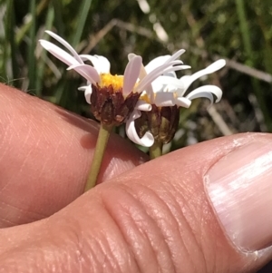 Celmisia sp. Pulchella (M.Gray & C.Totterdell 7079) Australian National Herbarium at Cotter River, ACT - 20 Dec 2021