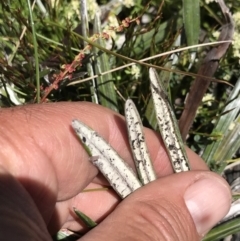 Celmisia tomentella at Cotter River, ACT - 20 Dec 2021