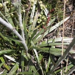 Celmisia tomentella at Cotter River, ACT - 20 Dec 2021