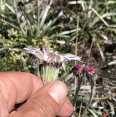 Celmisia tomentella at Cotter River, ACT - 20 Dec 2021