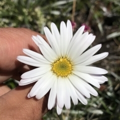 Celmisia tomentella at Cotter River, ACT - 20 Dec 2021