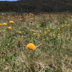 Craspedia aurantia var. aurantia at Cotter River, ACT - suppressed