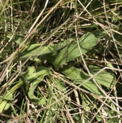 Craspedia aurantia var. aurantia at Cotter River, ACT - 20 Dec 2021