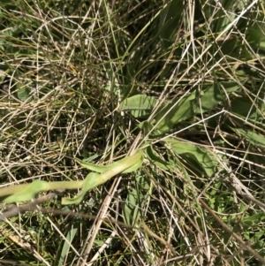 Craspedia aurantia var. aurantia at Cotter River, ACT - 20 Dec 2021