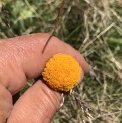 Craspedia aurantia var. aurantia at Cotter River, ACT - 20 Dec 2021