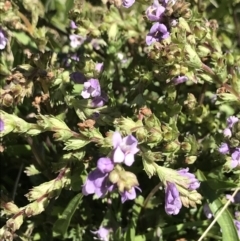 Euphrasia collina (Purple Eye-bright) at Cotter River, ACT - 20 Dec 2021 by BrianH