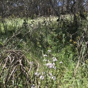 Euphrasia collina subsp. paludosa at Cotter River, ACT - 20 Dec 2021