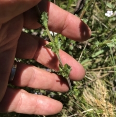 Euphrasia collina subsp. paludosa at Cotter River, ACT - 20 Dec 2021